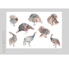 Gallopavo-More+-Tashi