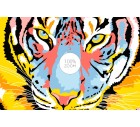 Tigre-More+-Tashi