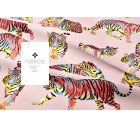 Tigre-More+-Tashi