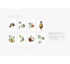 Exotic Tropicana-Tropicals-Tashi