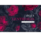 Rosa Centifolia, luxurious rose patterns-Floral-Tashi