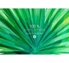 Toucan-Tropicals-Tashi