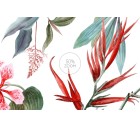 Delonix-Floral-Tashi