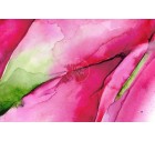 Pitahaya 01-Tropicals-Tashi
